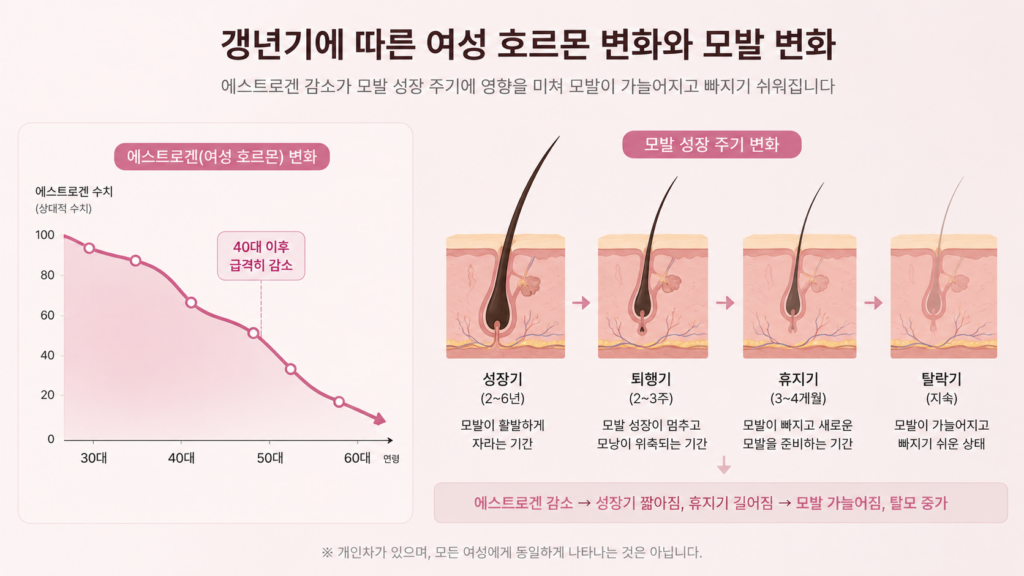 갱년기 이후 여성호르몬 변화와 모발 성장 주기의 관계를 설명한 개념도